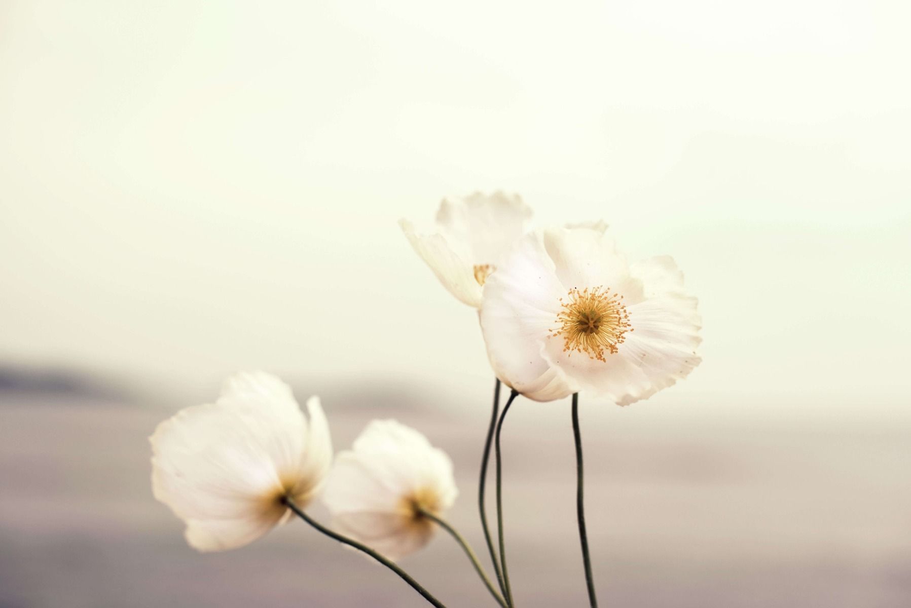 White poppies close-up