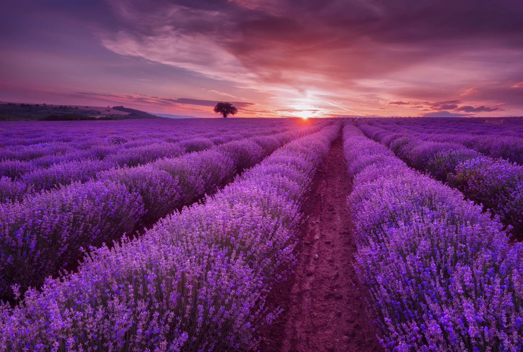 Field full with lavender - Wallpaper