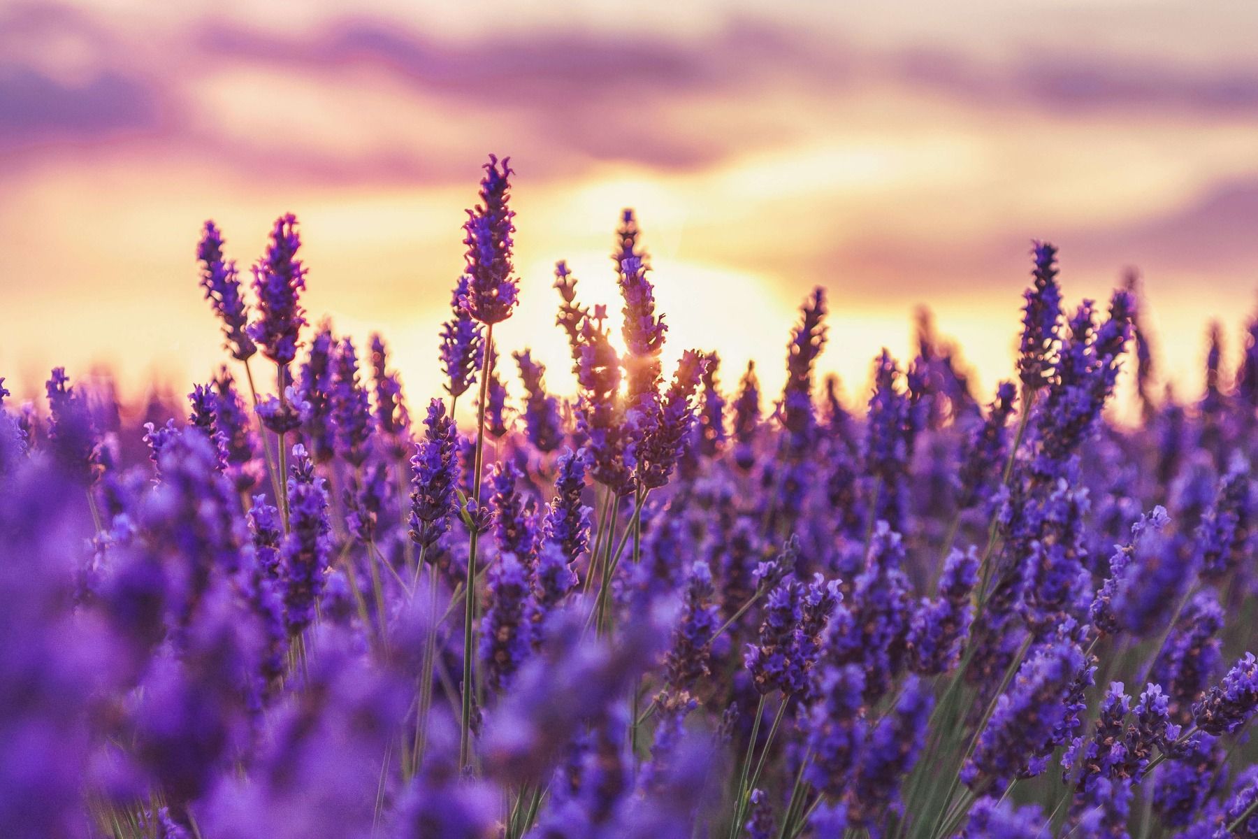 Lavender fields Wallpaper 4K Lavender flowers Sunrise 3670