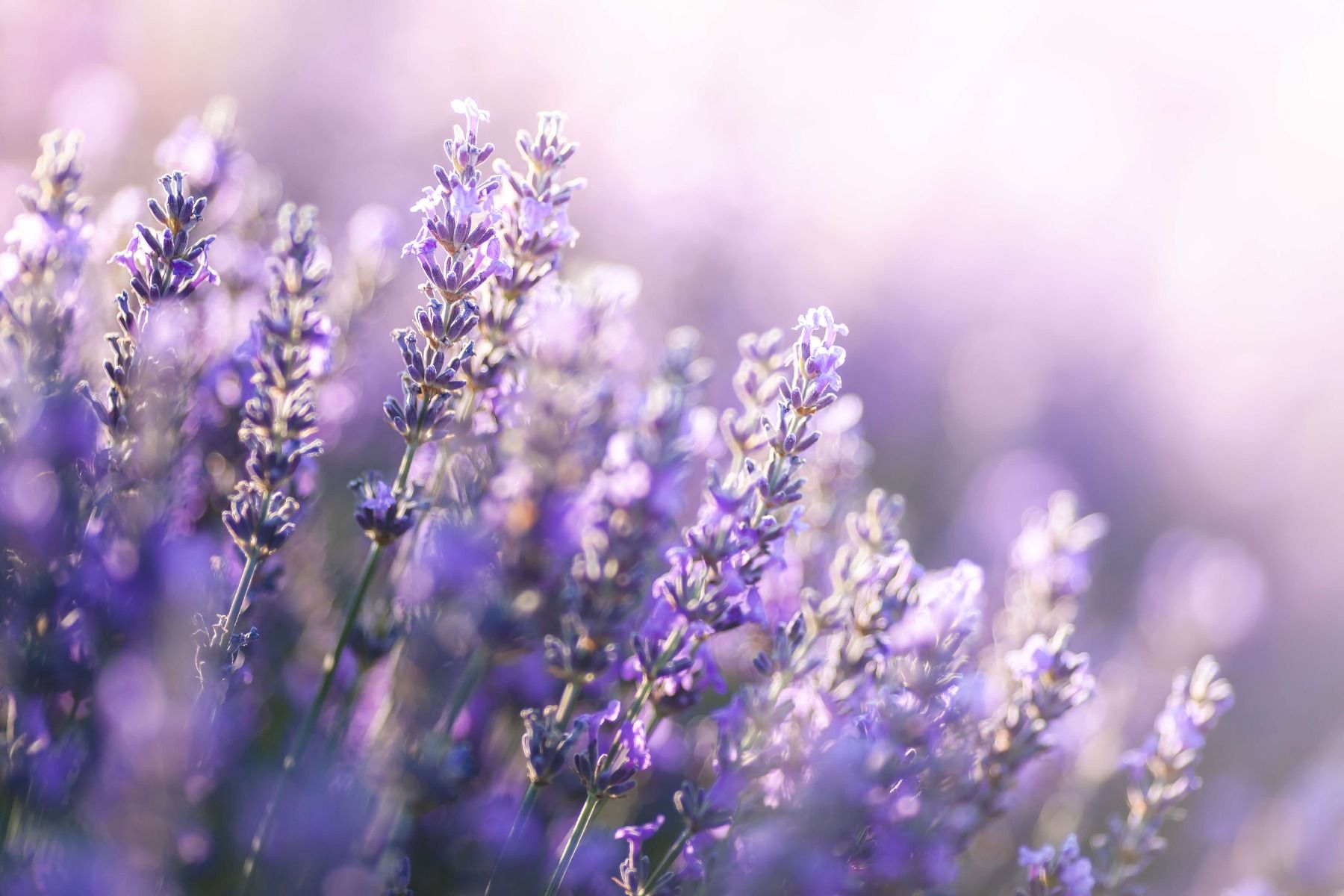 Dreamy lavender - Wallpaper