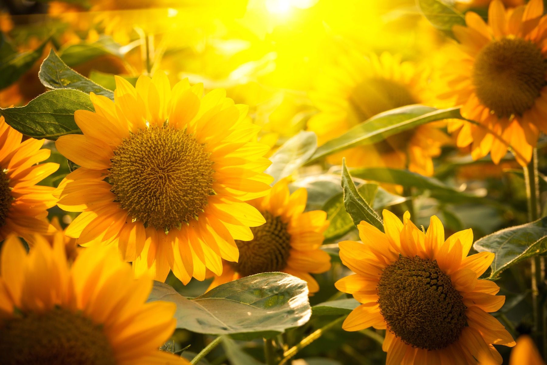 Sunflowers and sun Sunflowers and sun