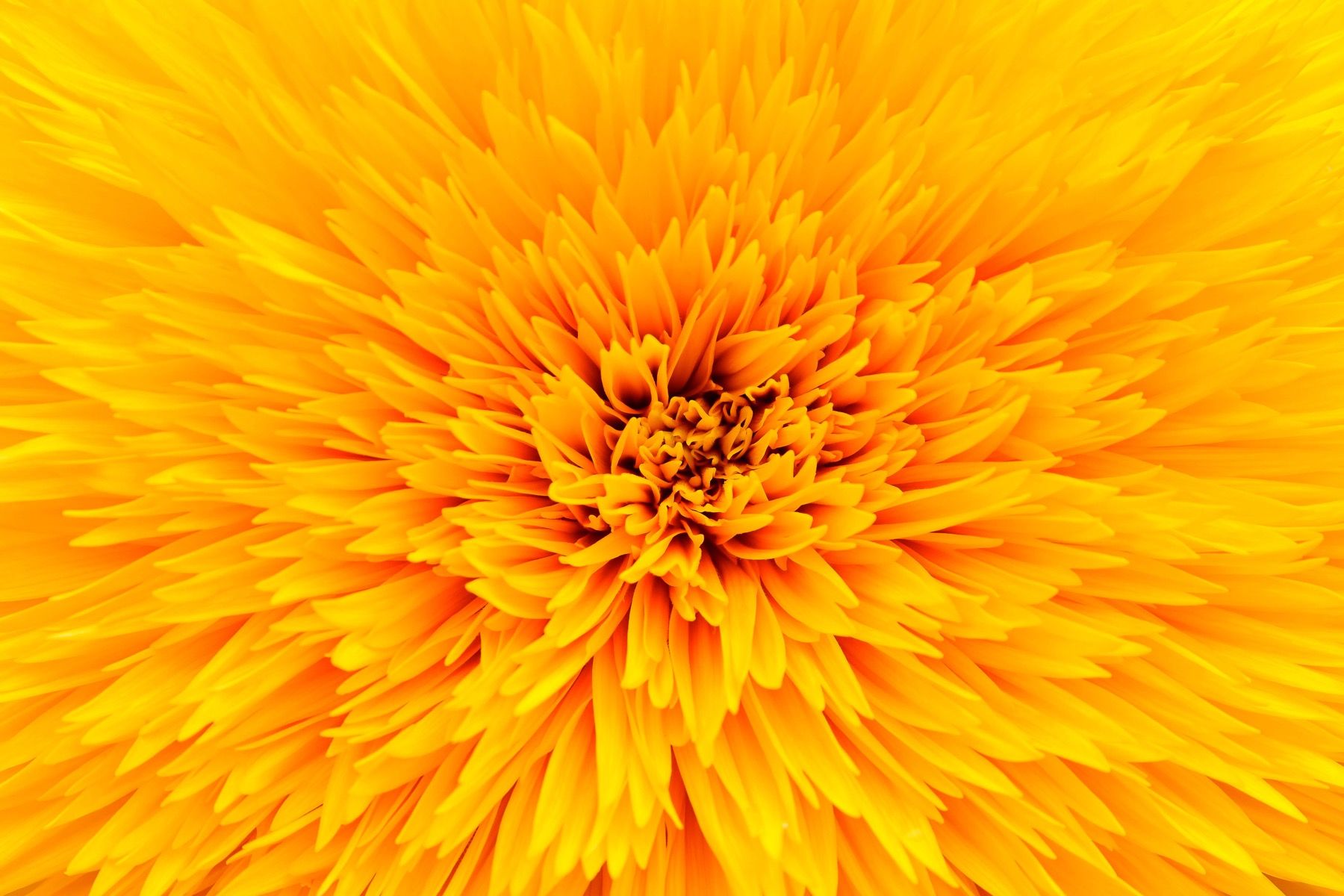 Yellow flower - Wallpaper