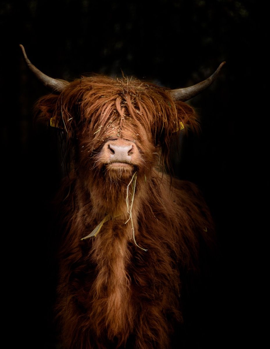 Portrait&#x20;Scottish&#x20;Highlander