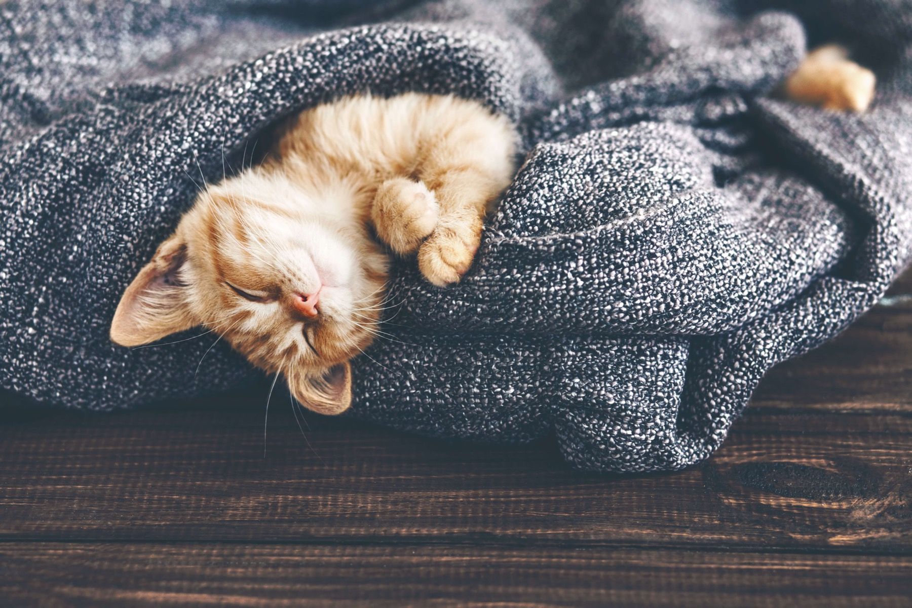 Sleeping cat - Wallpaper