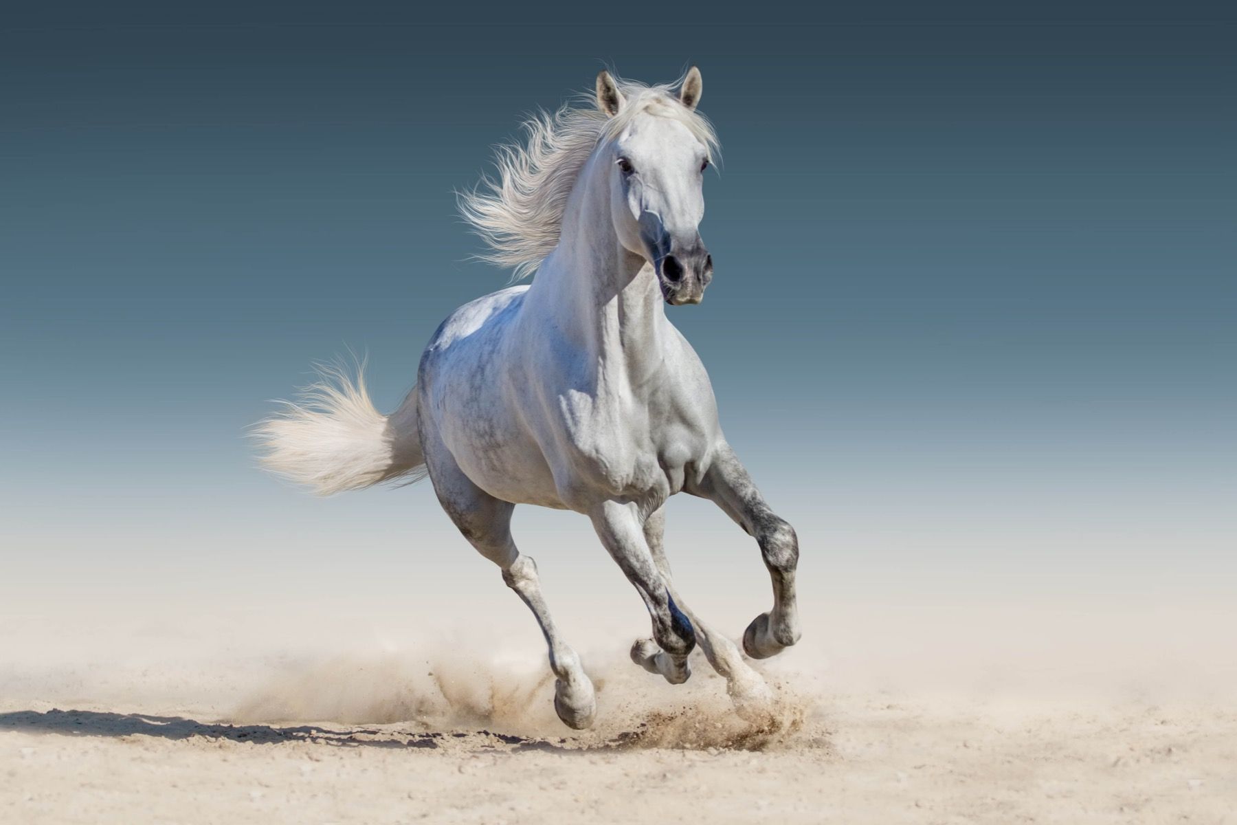 Galloping horse - Photo Wallpaper