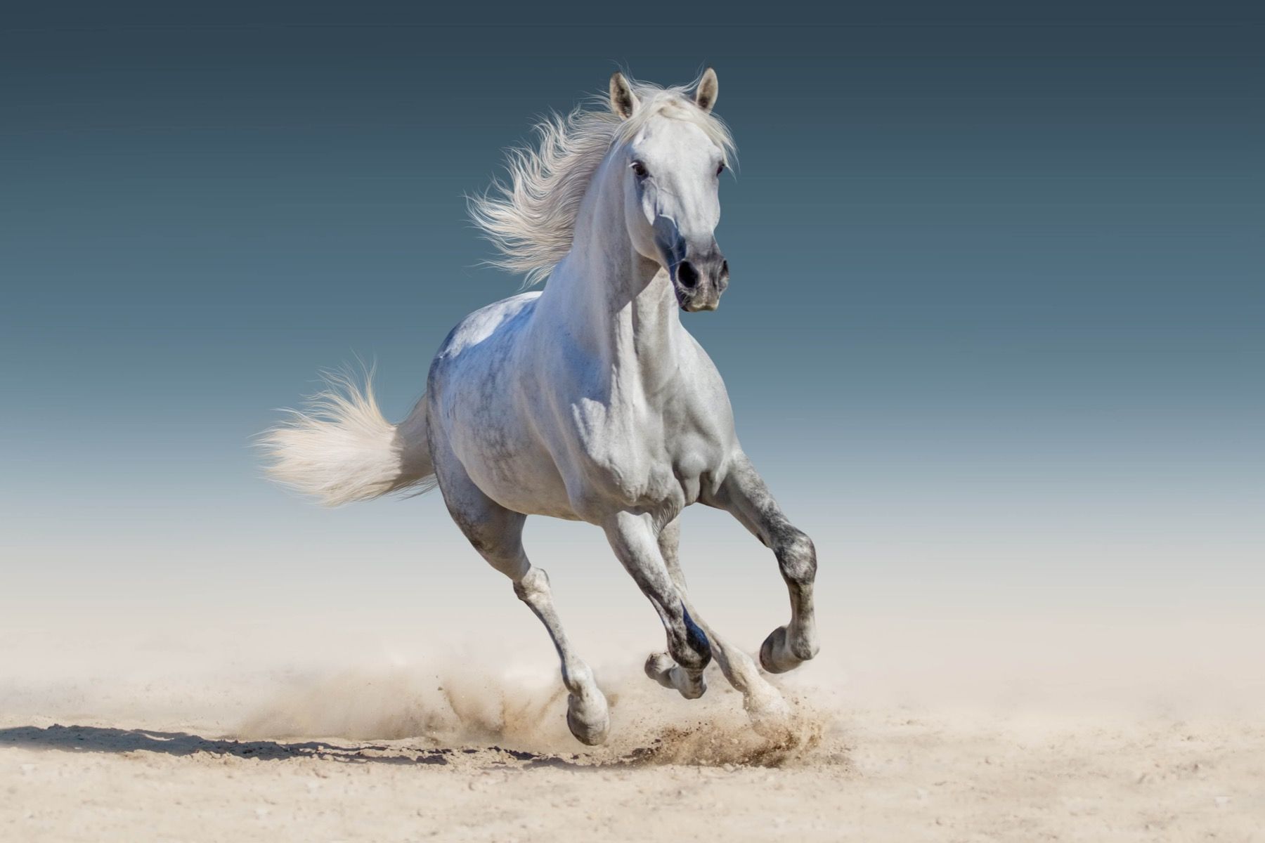 Galloping horse - Photo Wallpaper Galloping horse - Photo Wallpaper