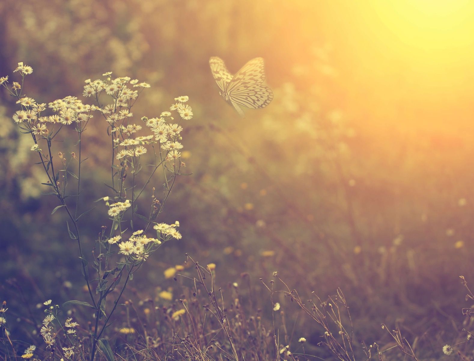 Butterfly with flowers