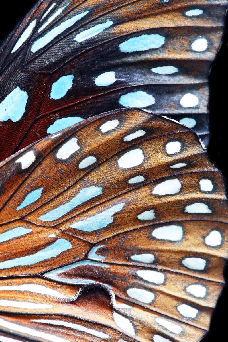 Wings Wings