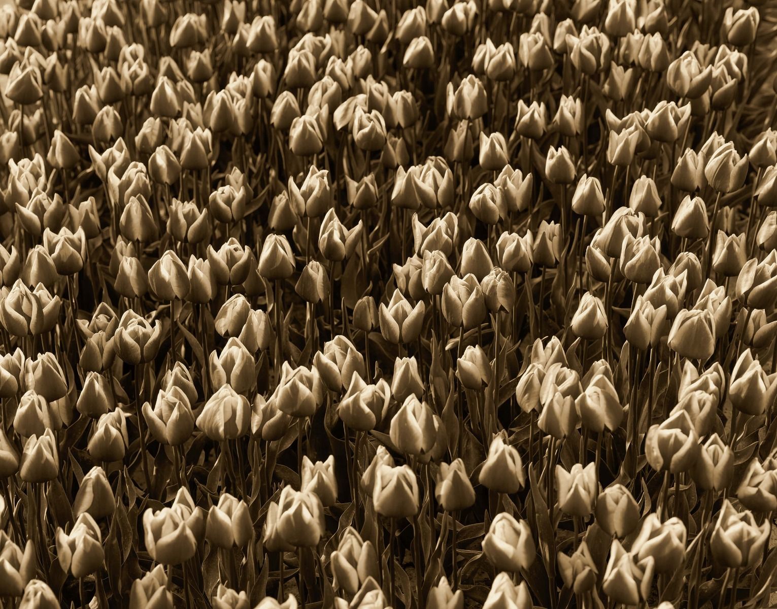 Golden Tulips