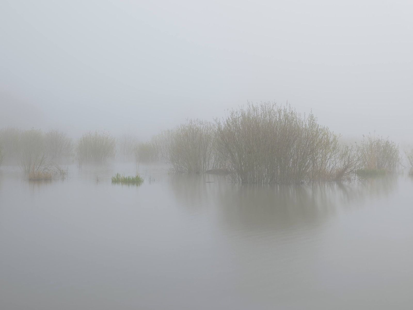 Fog in nature reserve Fog in nature reserve