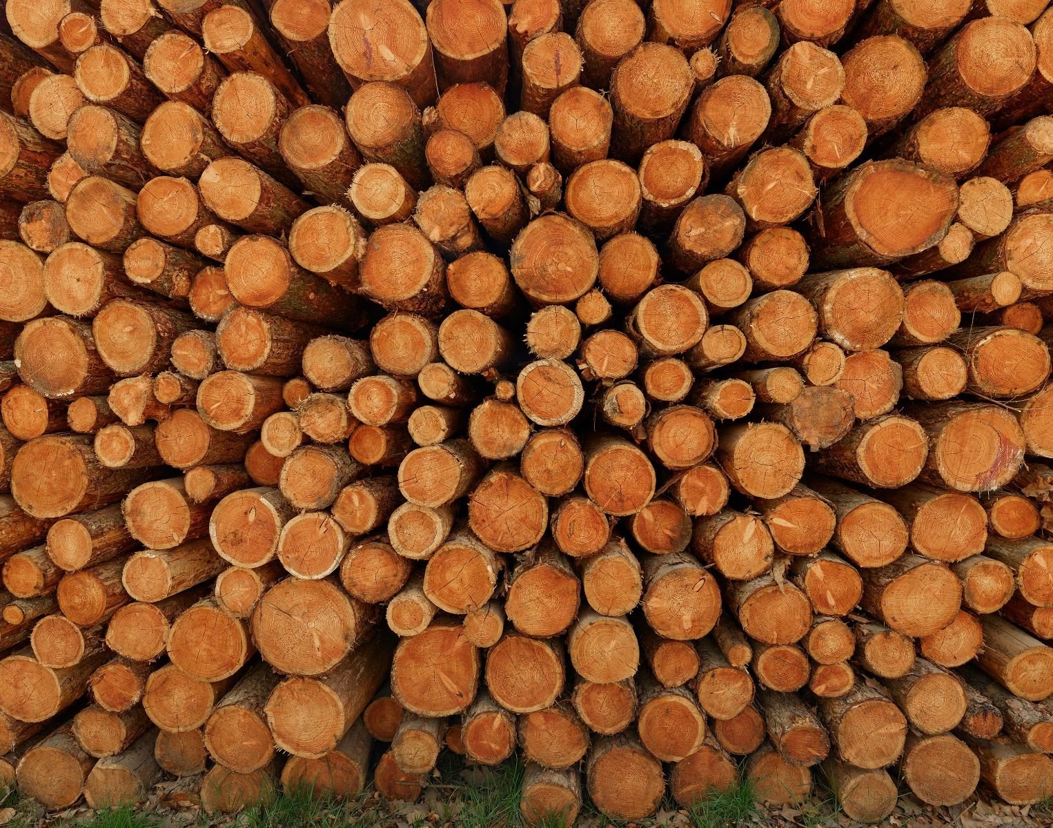 Pile of dark tree trunks