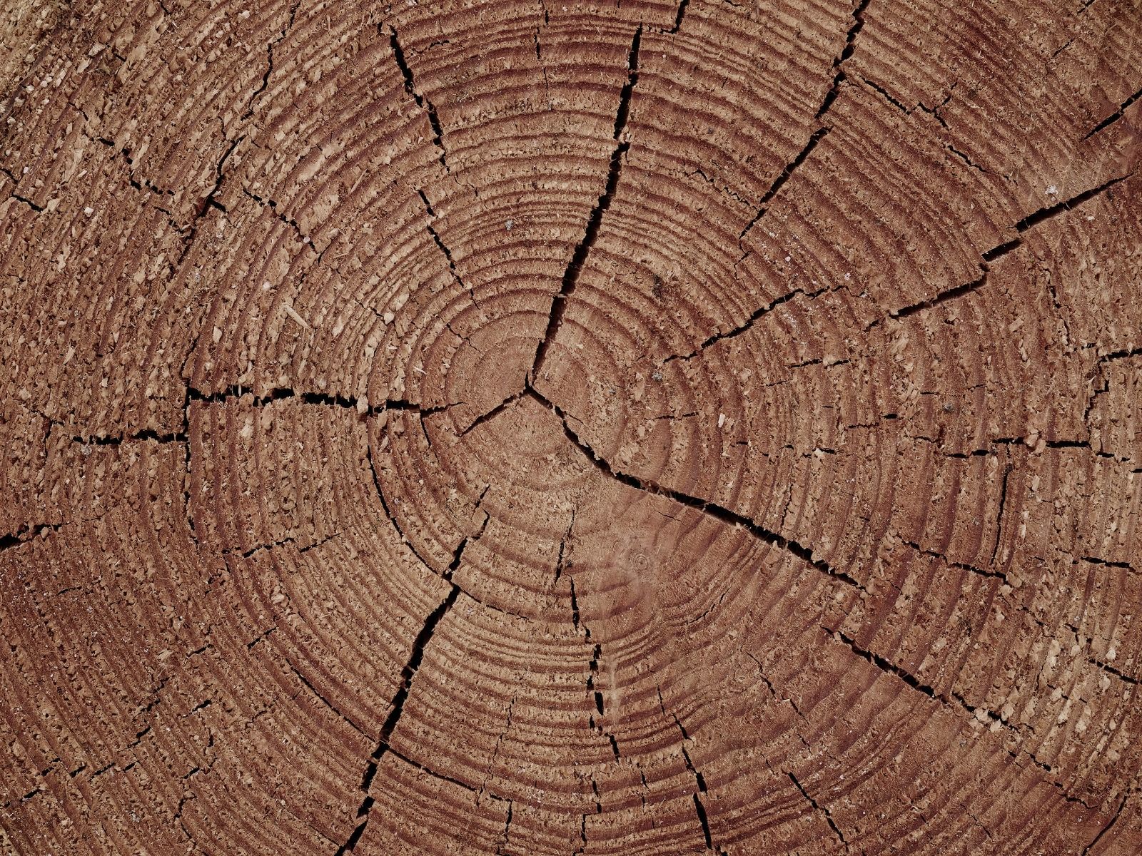 Trunk with annual rings