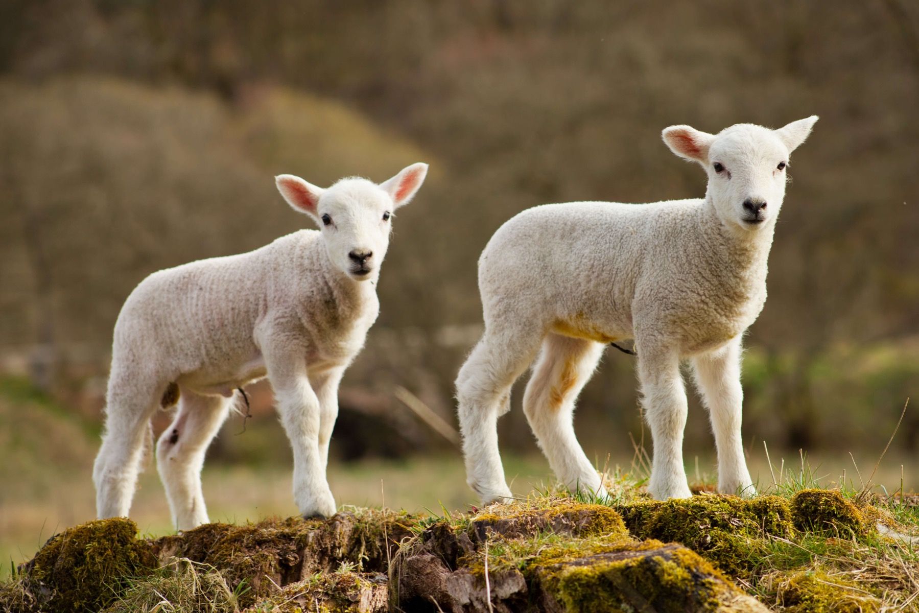 White lambs
