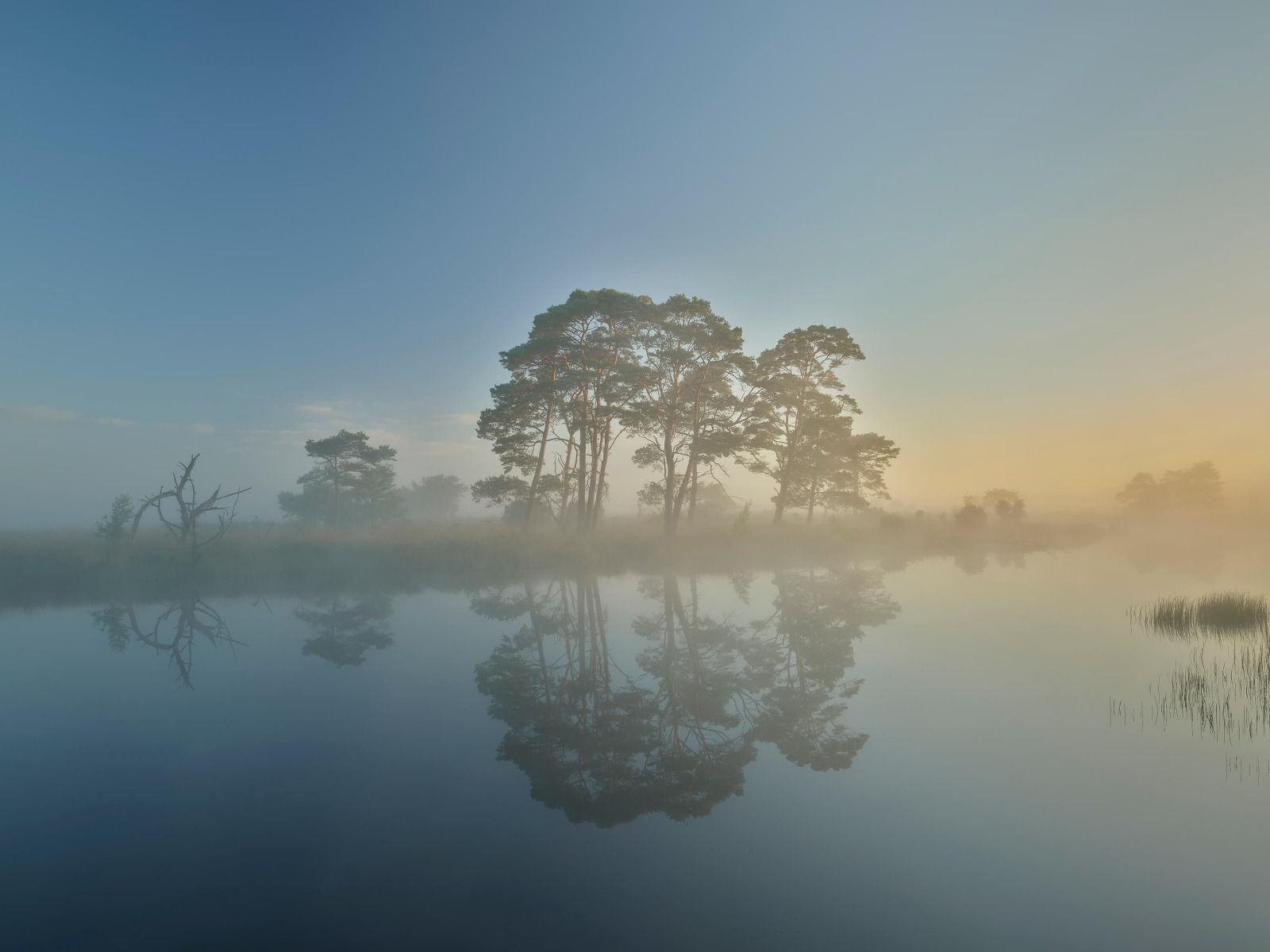 Fog in heathland