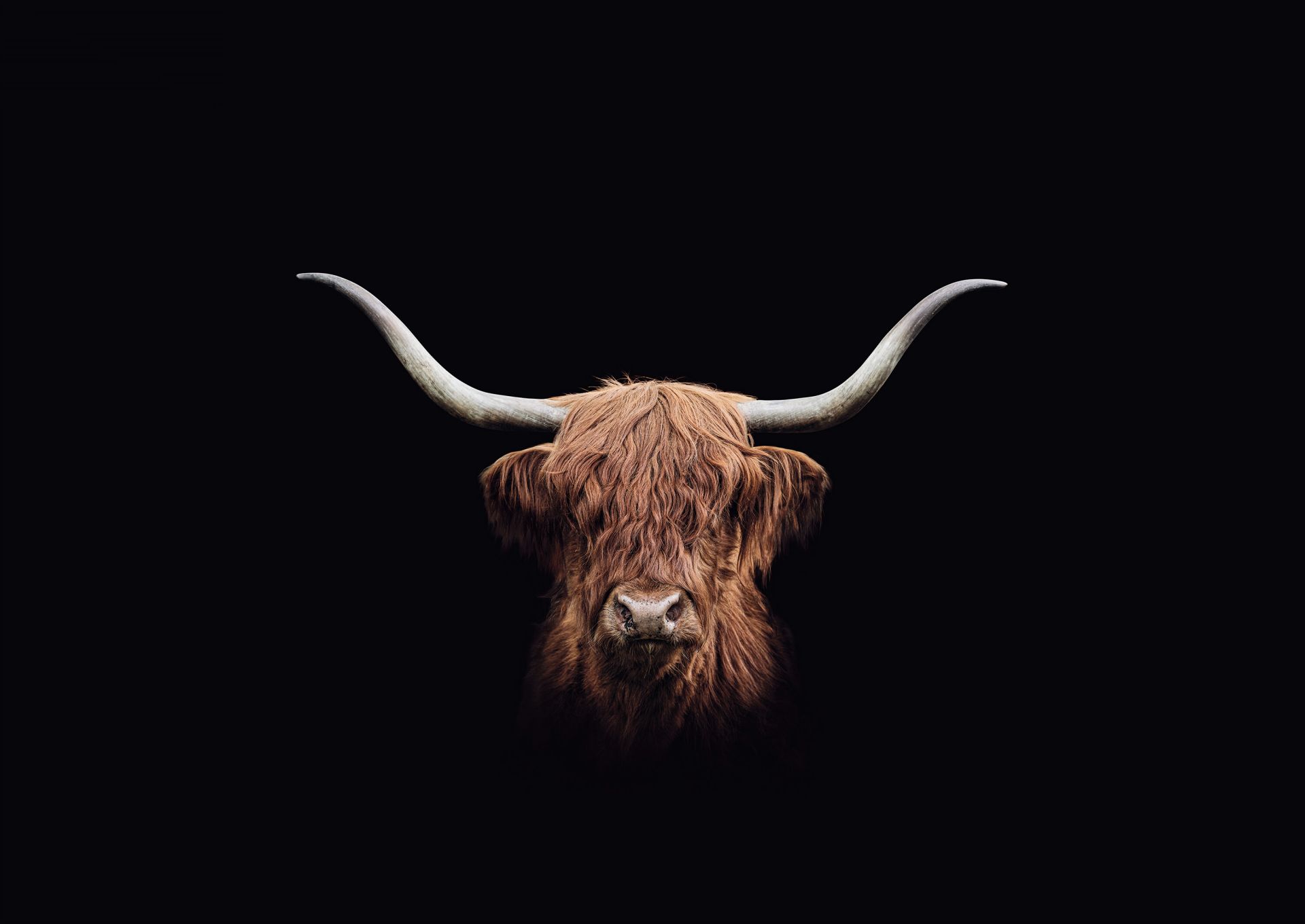 Vintage Scottish Highlander