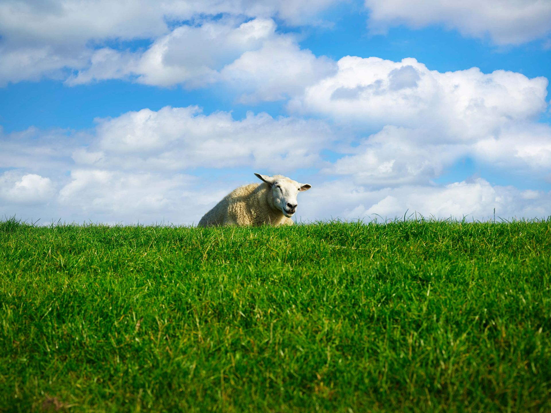 Sheep on the dike