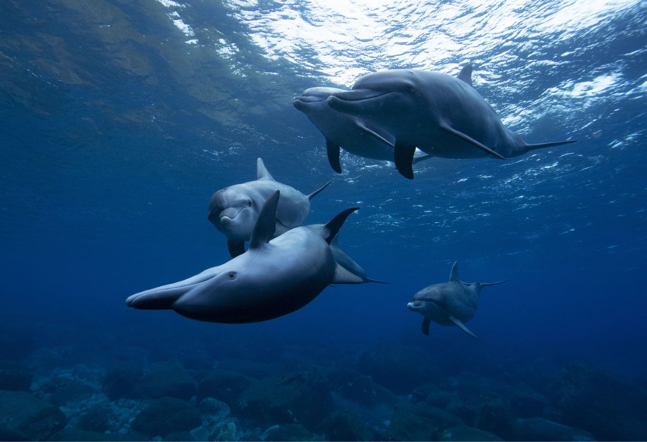 Merry dolphins