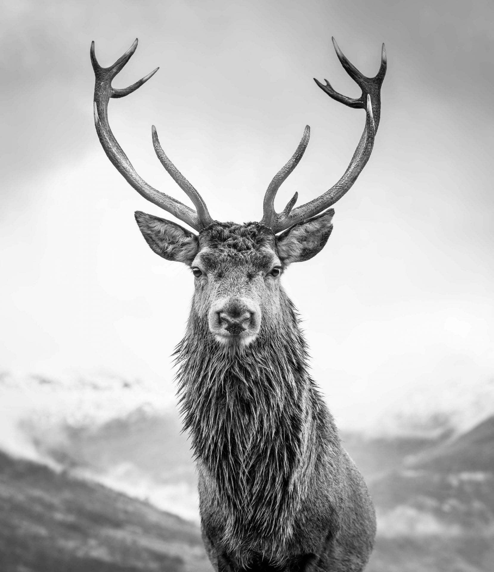 black and white deer wallpaper