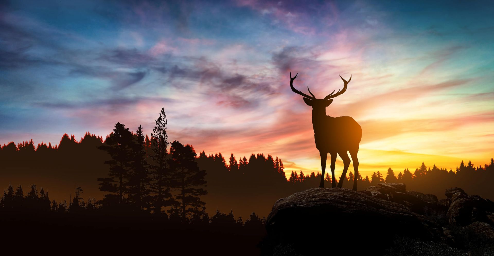 Deer with sunset - Wallpaper