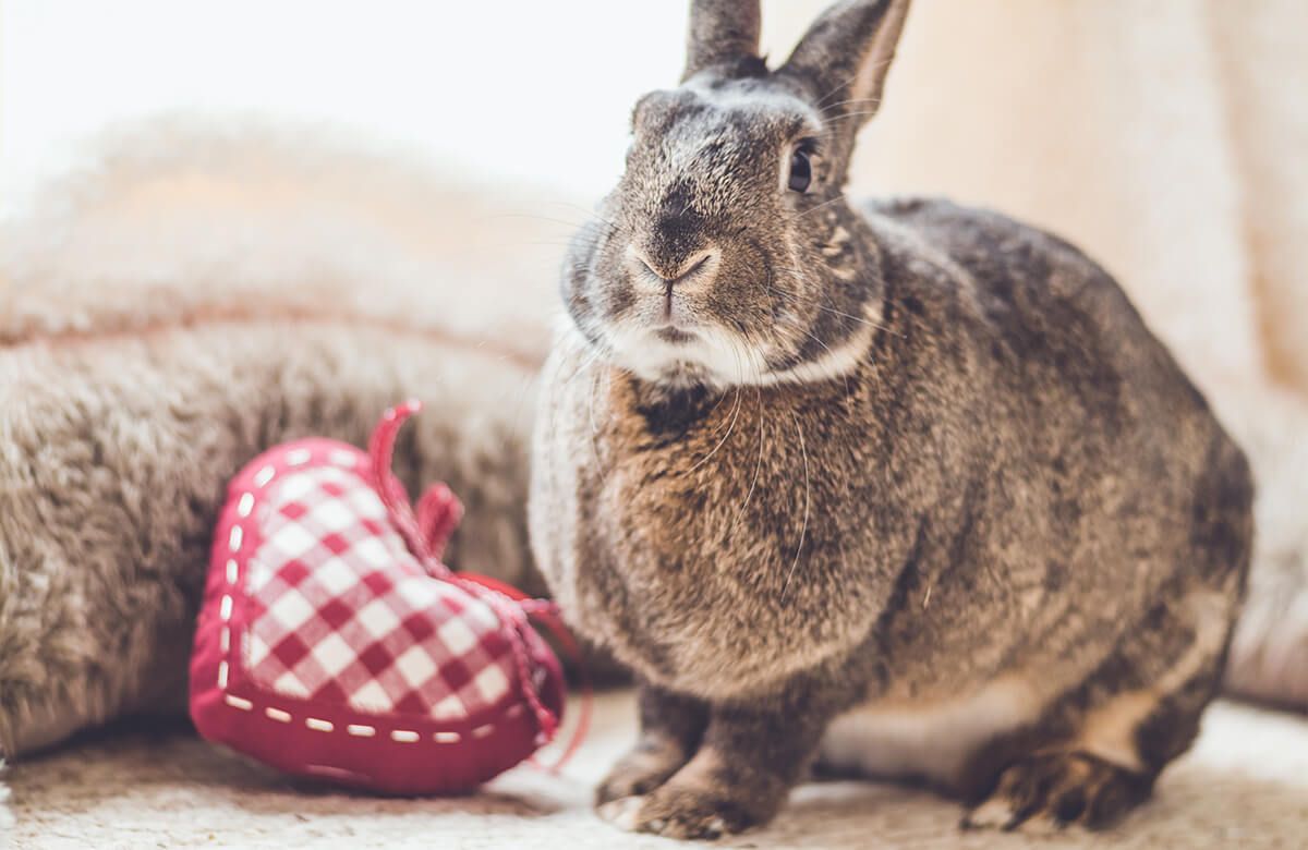 Rabbit with heart main product photo