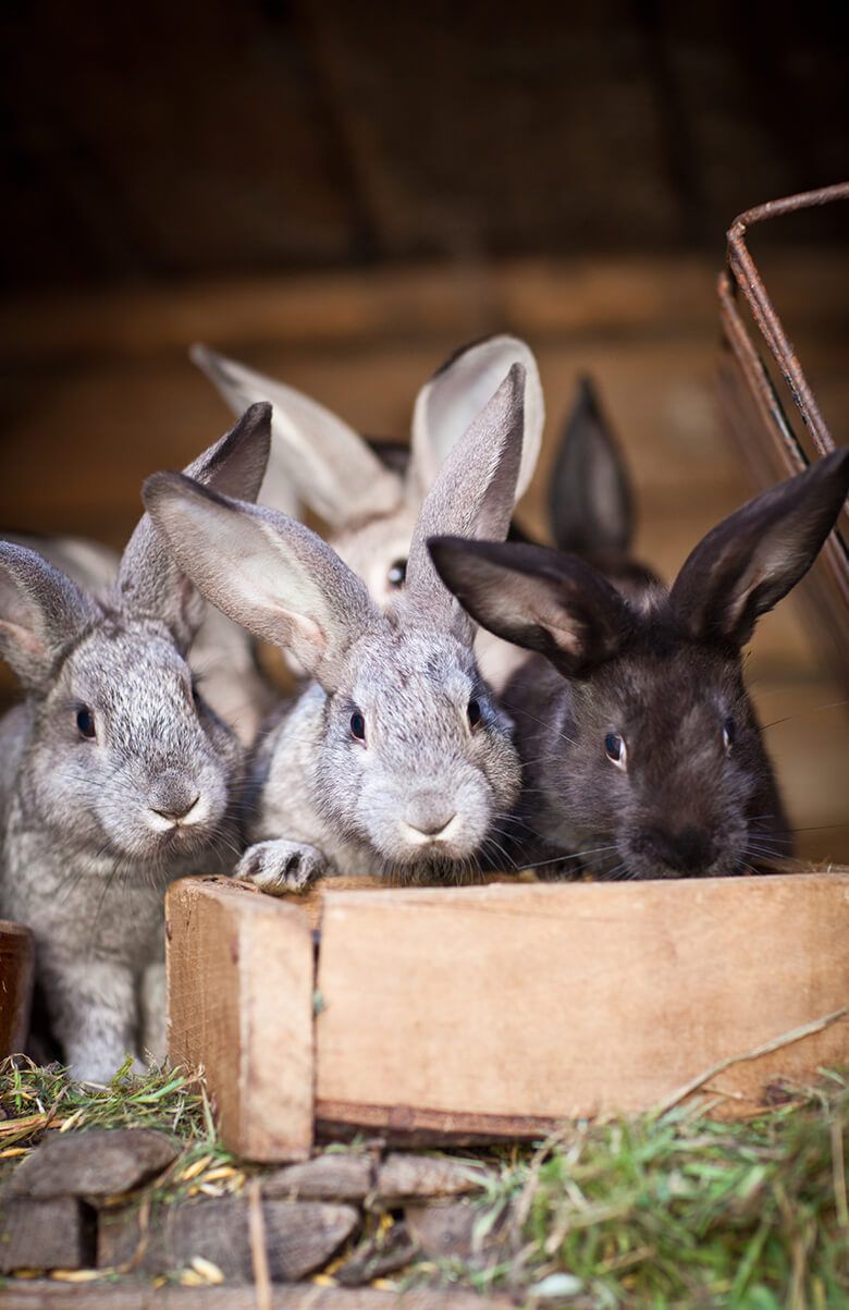 Flemish Giants main product photo