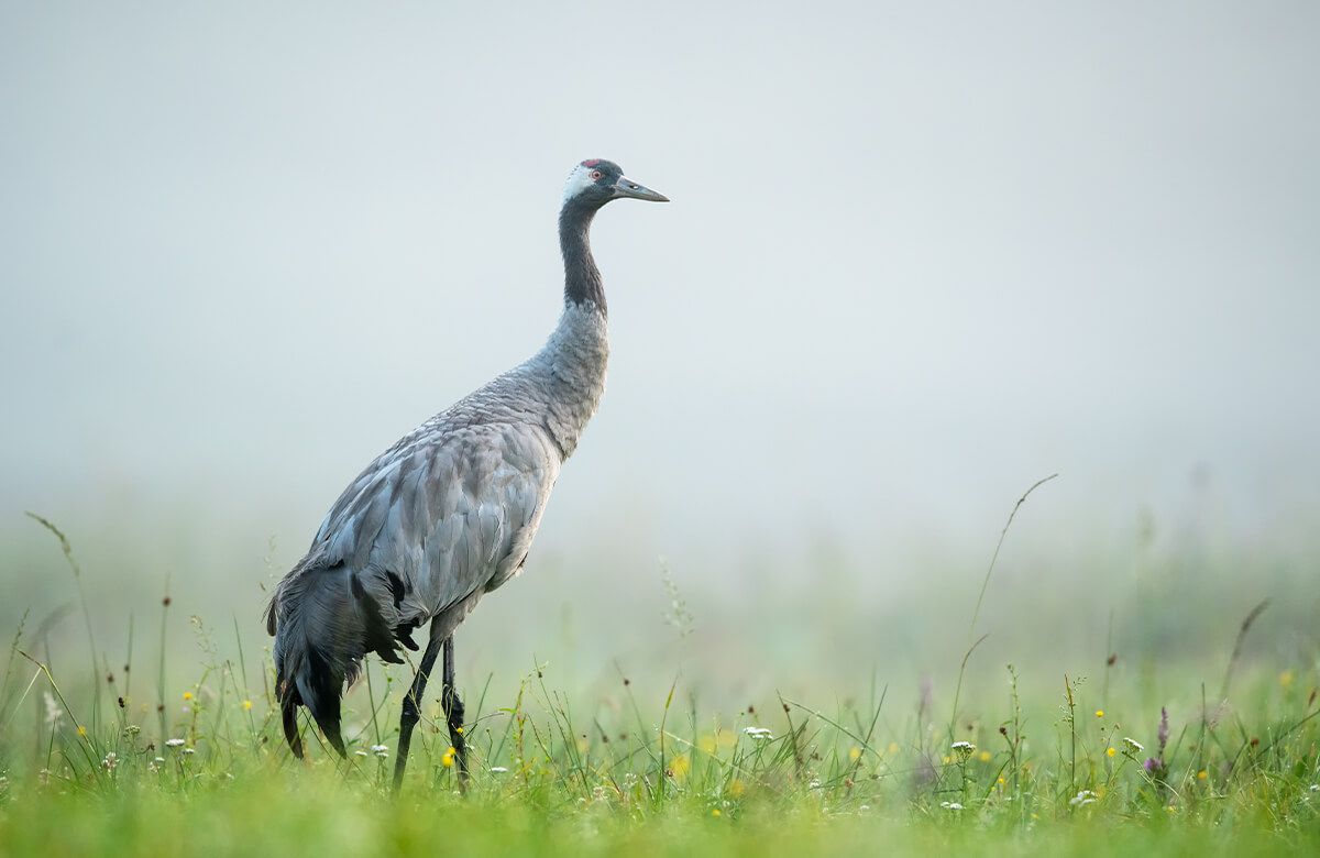 Crane in the morning mist main product photo