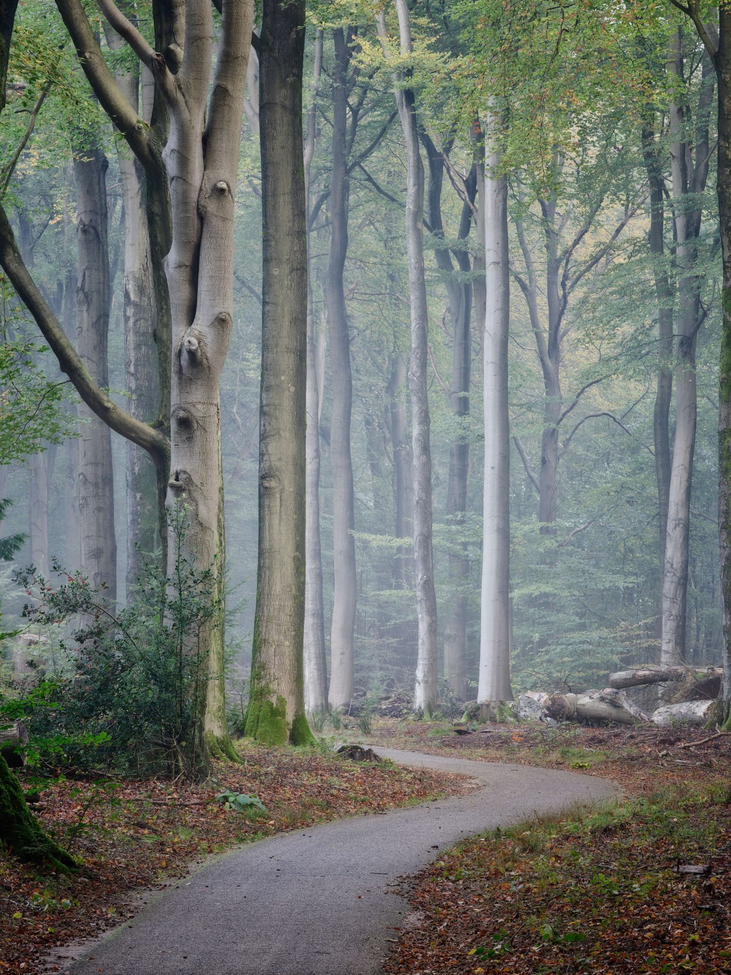 Path through the forest