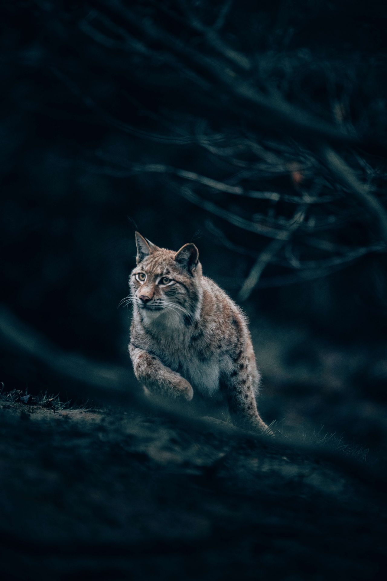 Lynx Wallpaper
