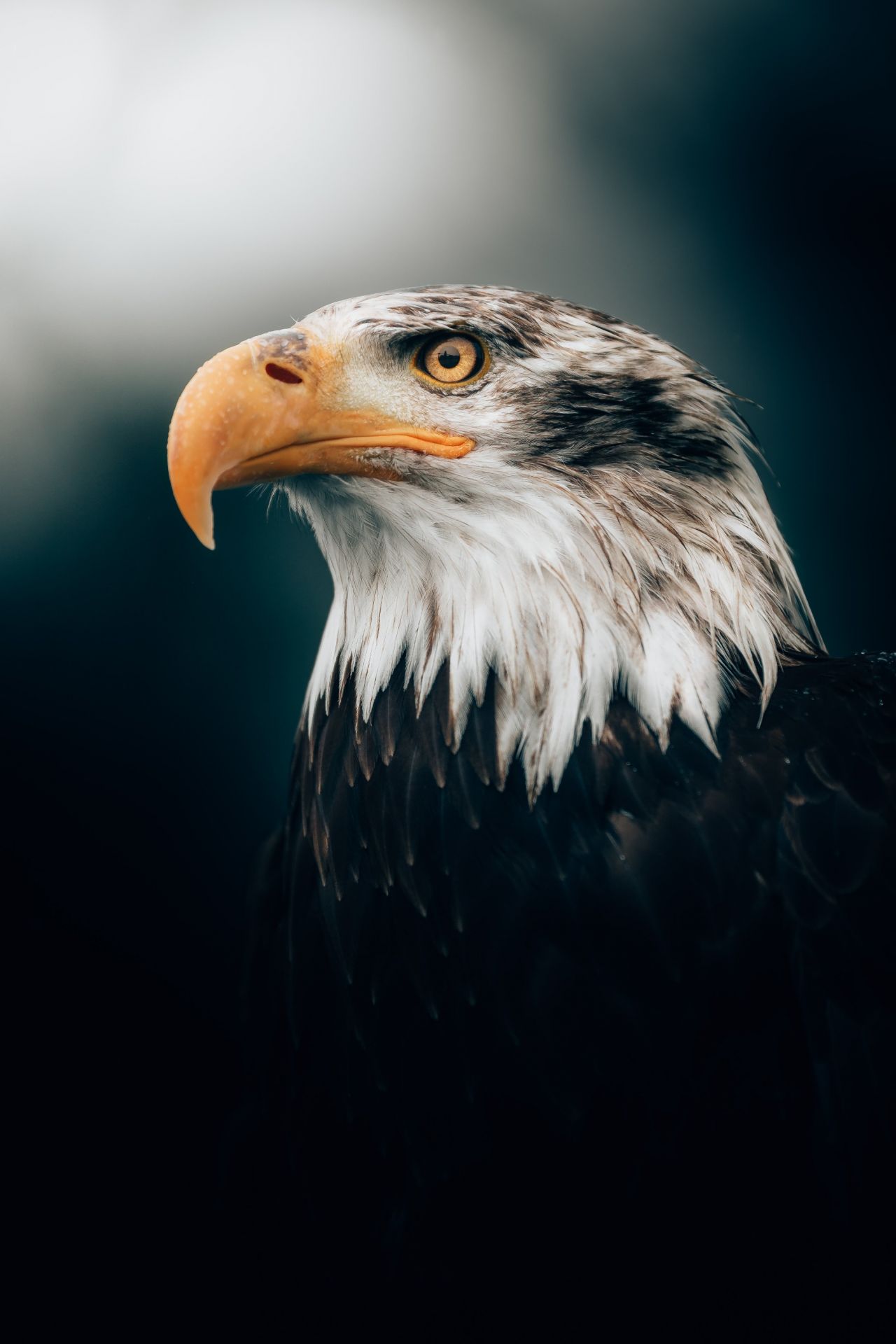 Close-up sea eagle - Wallpaper