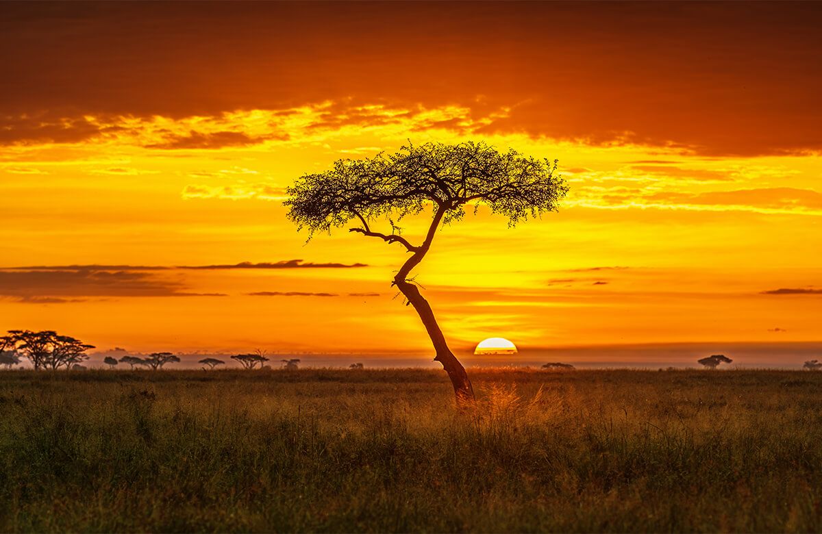 Primordial Africa main product photo
