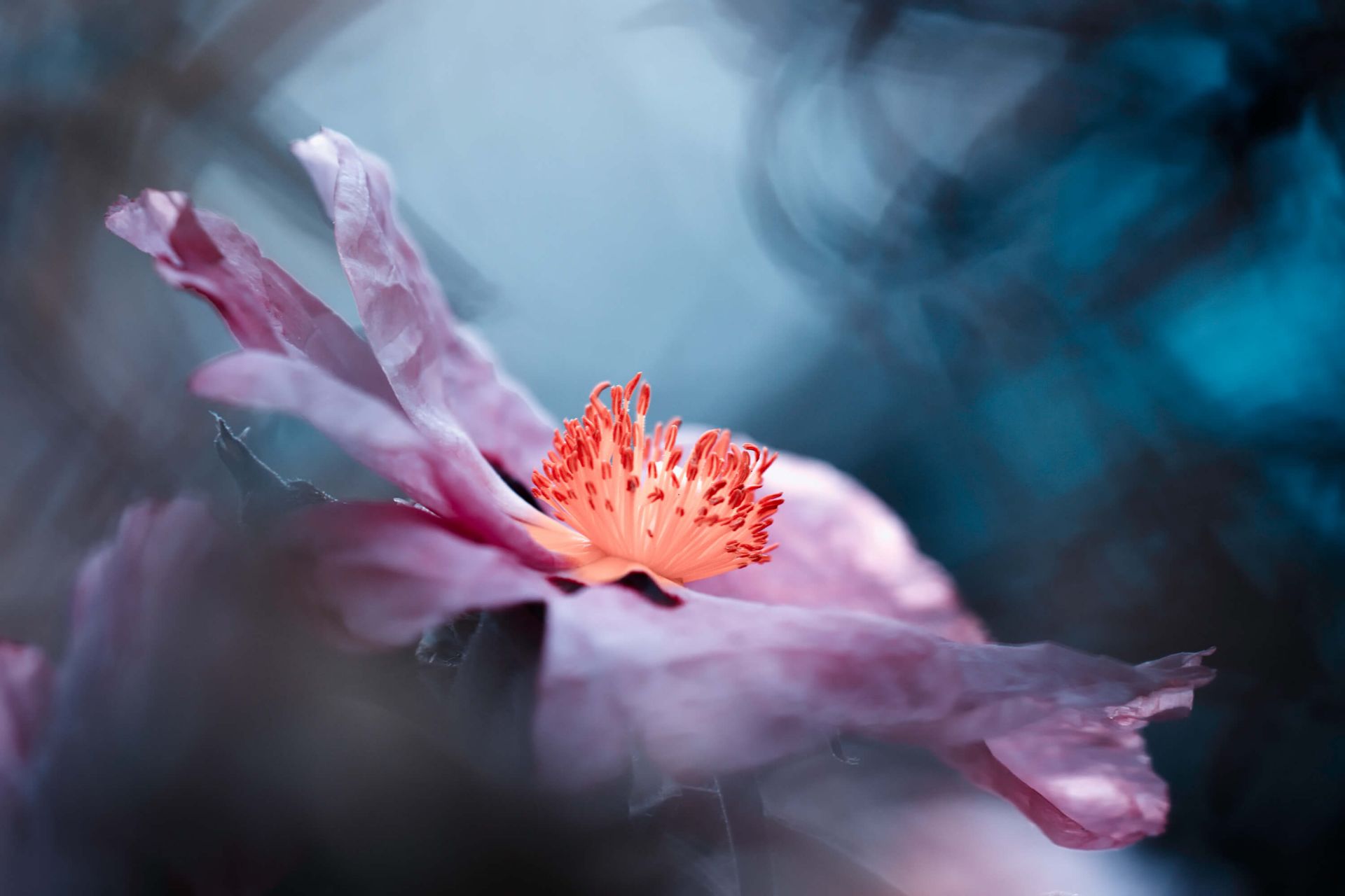 Even flowers have stories to tell main product photo
