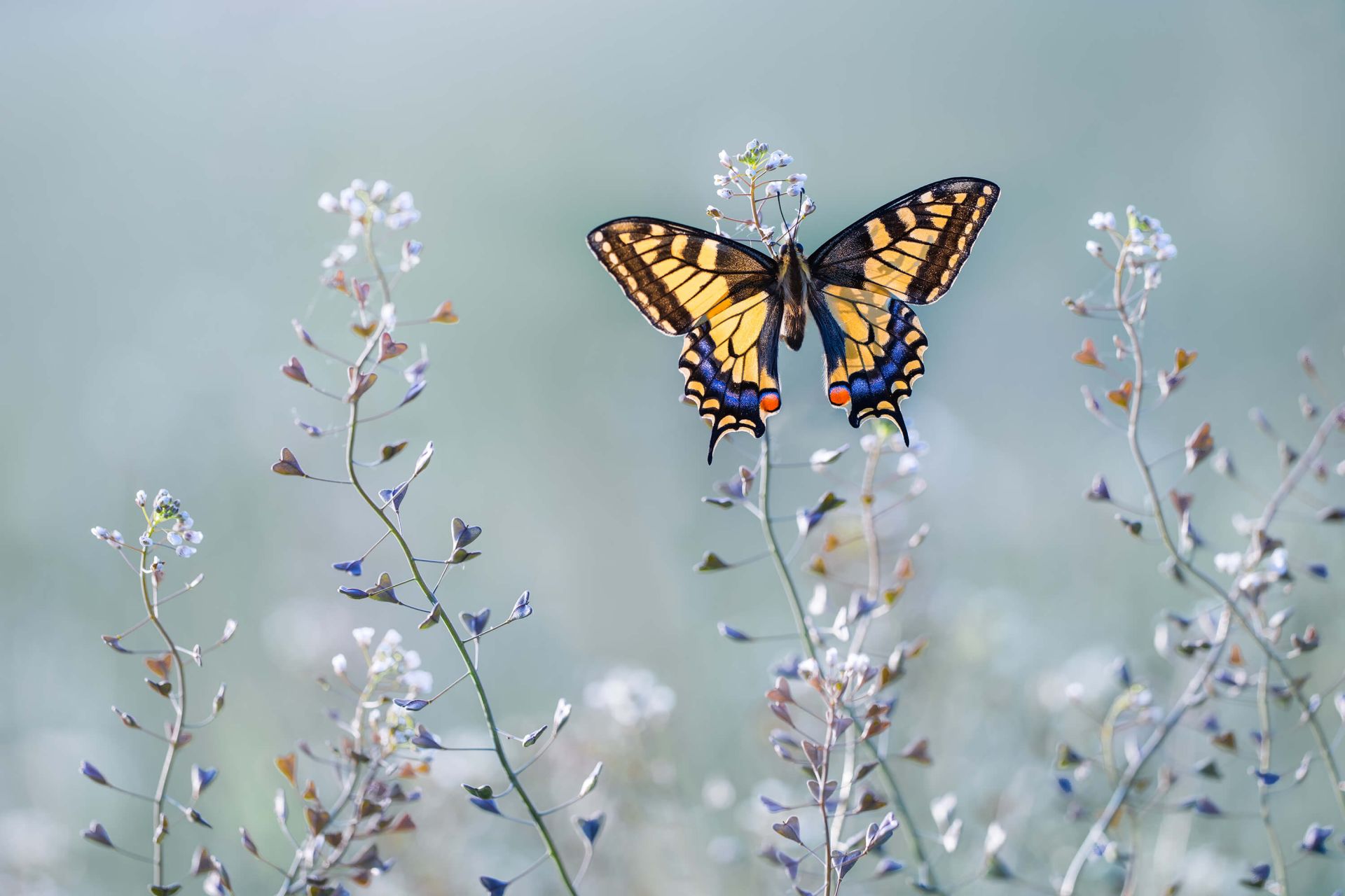Swallowtail beauty main product photo