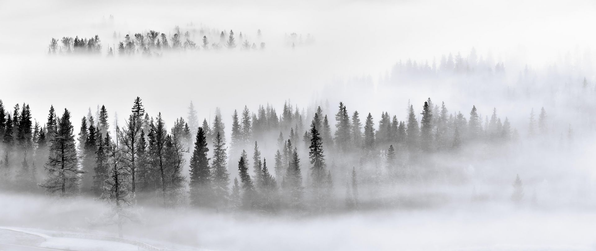 Foggy Forest - 1x Foggy Forest - 1x