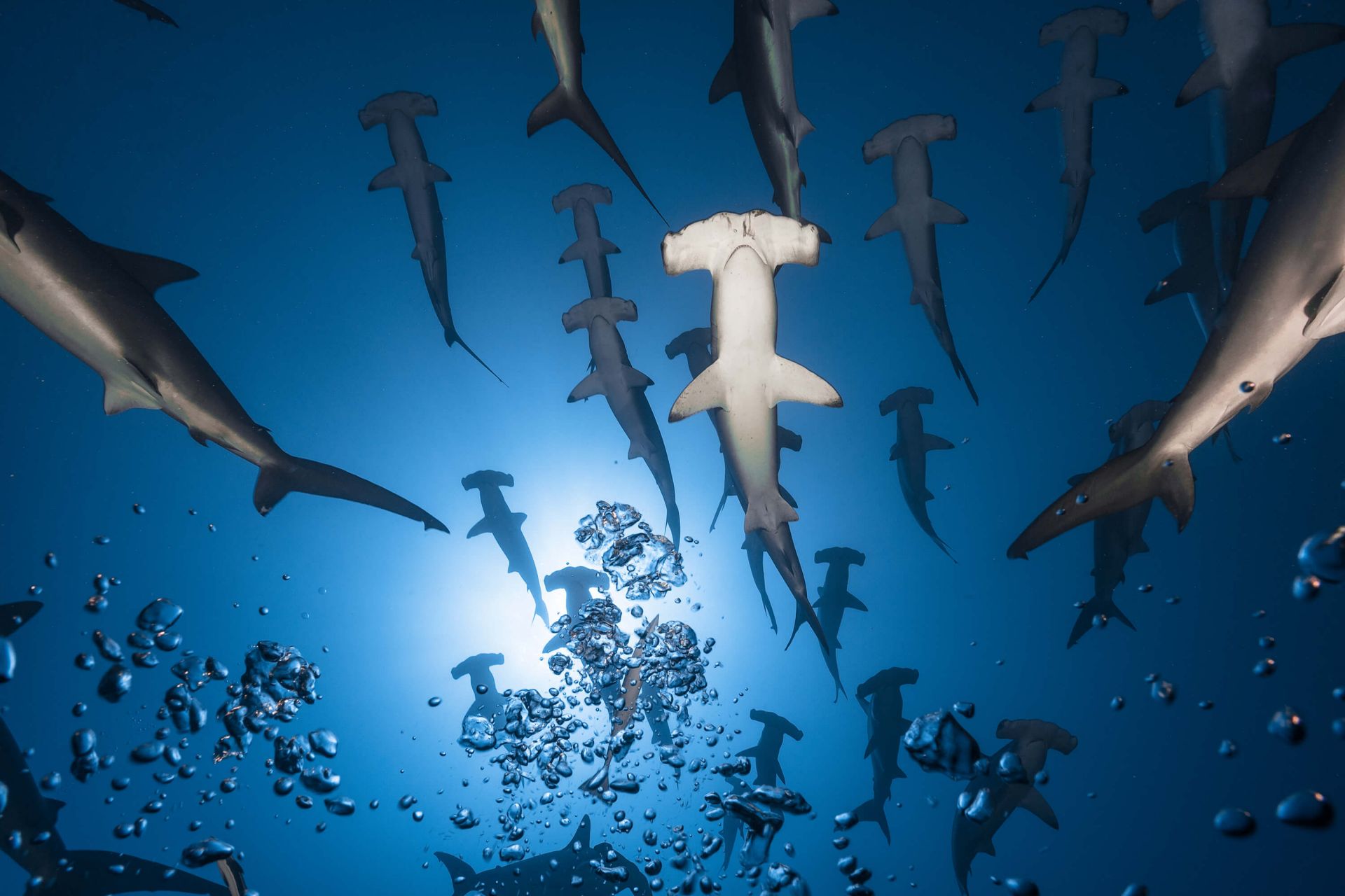 Hammerhead Shark main product photo