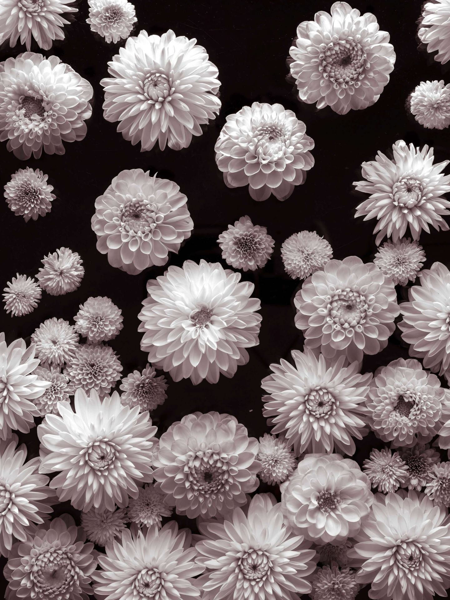 Dahlia Flowers main product photo