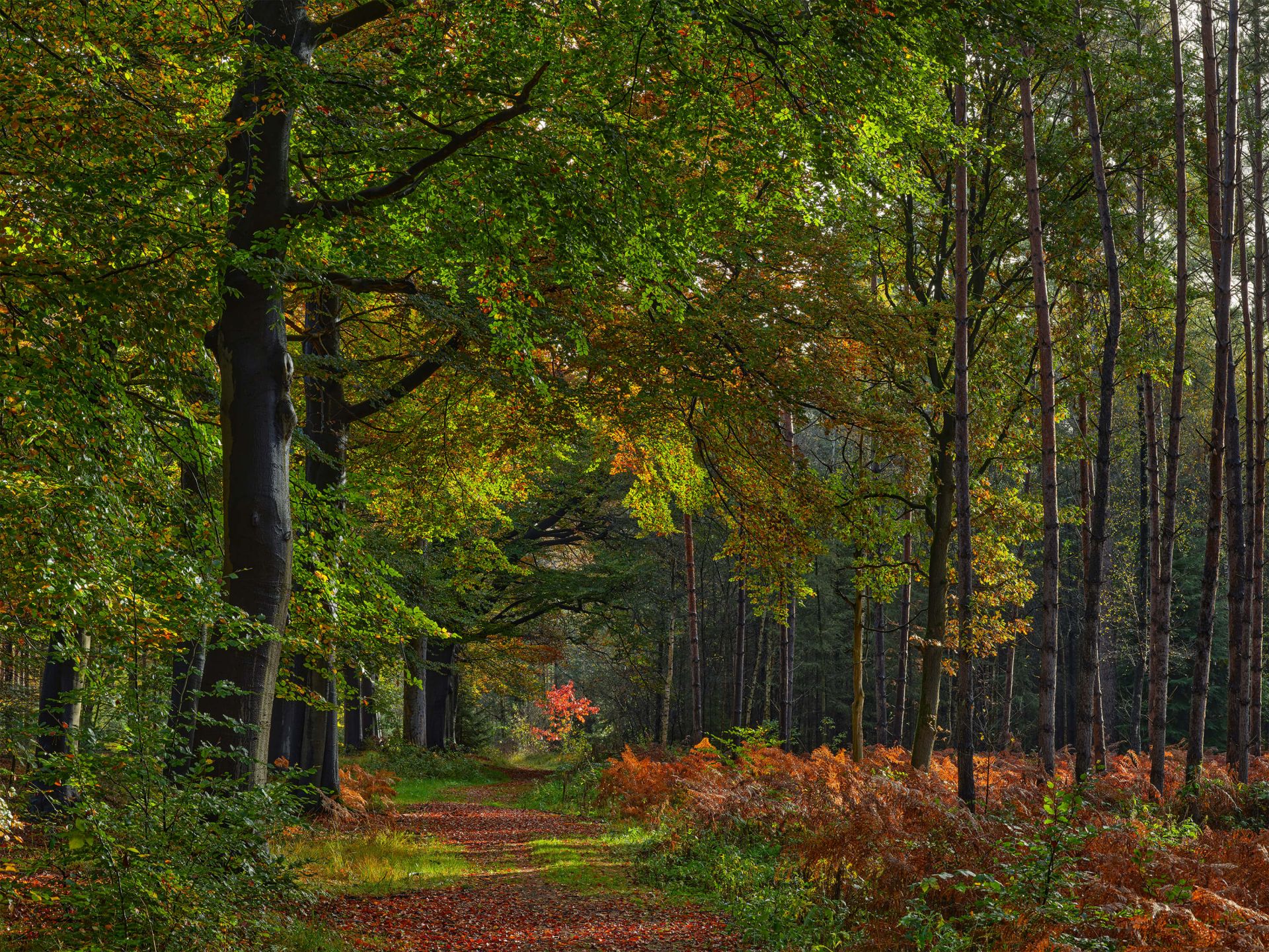 Path with leaves through the forest main product photo