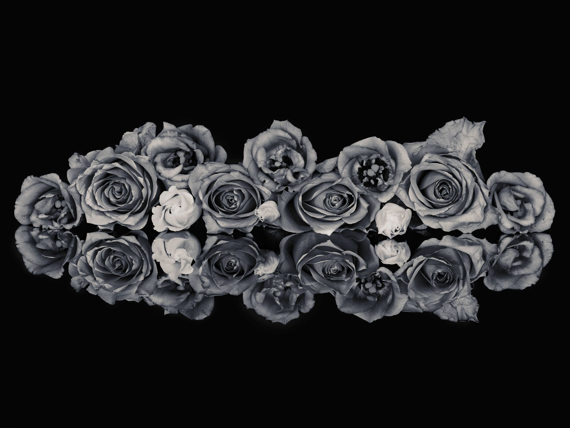 Roses bouquet black and white main product photo