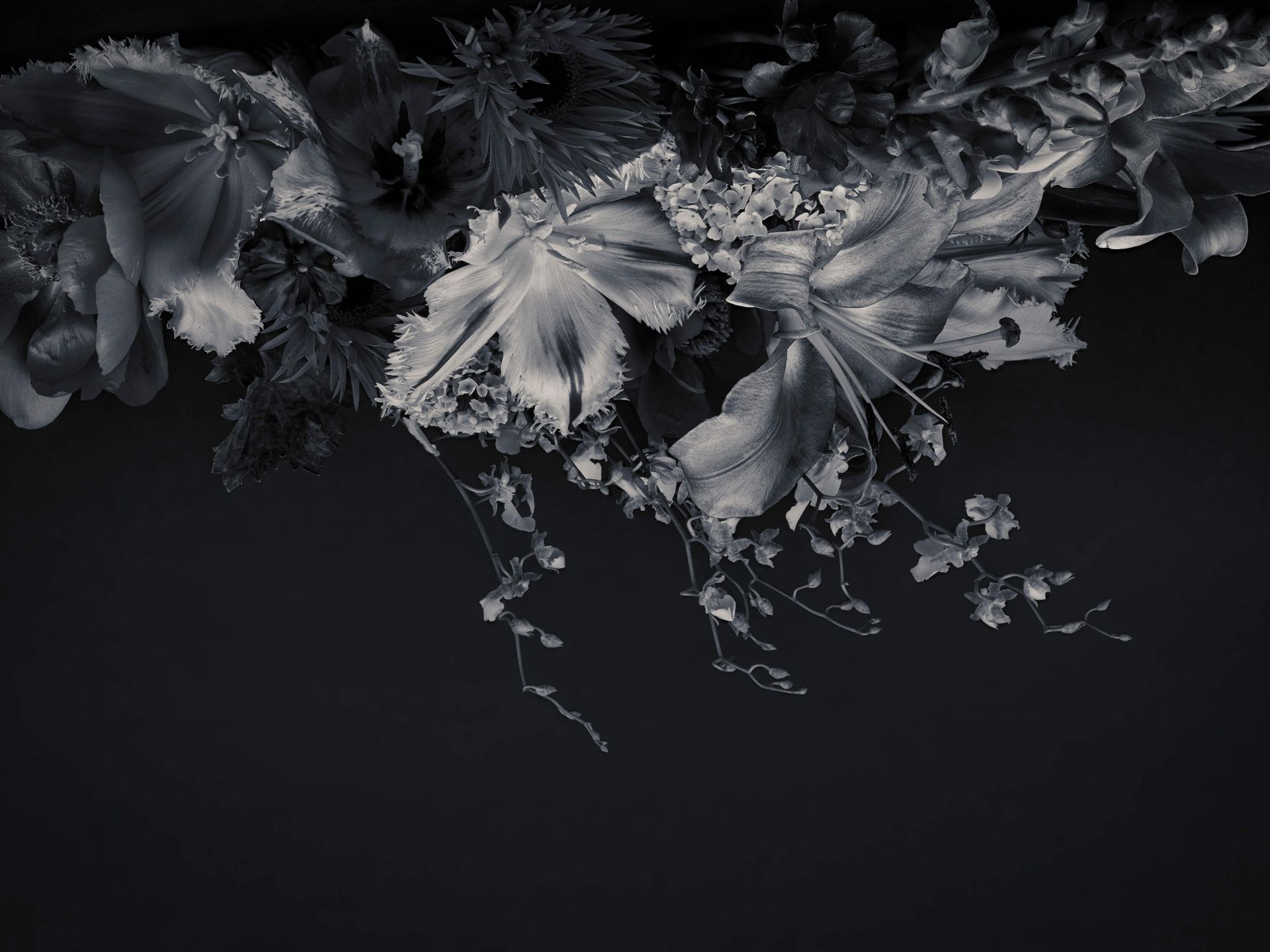 Compound flowers in black and white main product photo