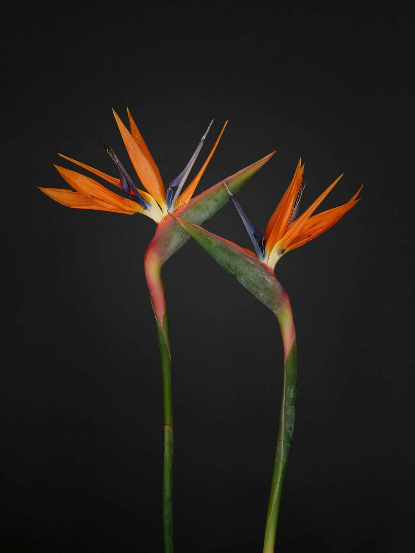 Oranje paradijsvogel bloemen
