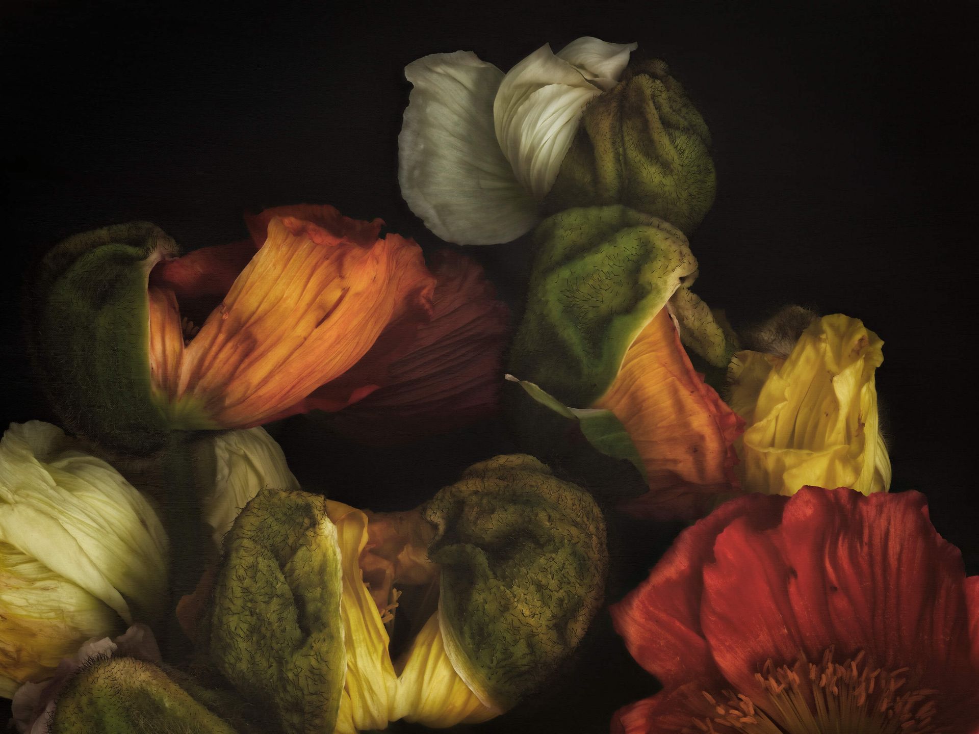 Composite budding poppies main product photo