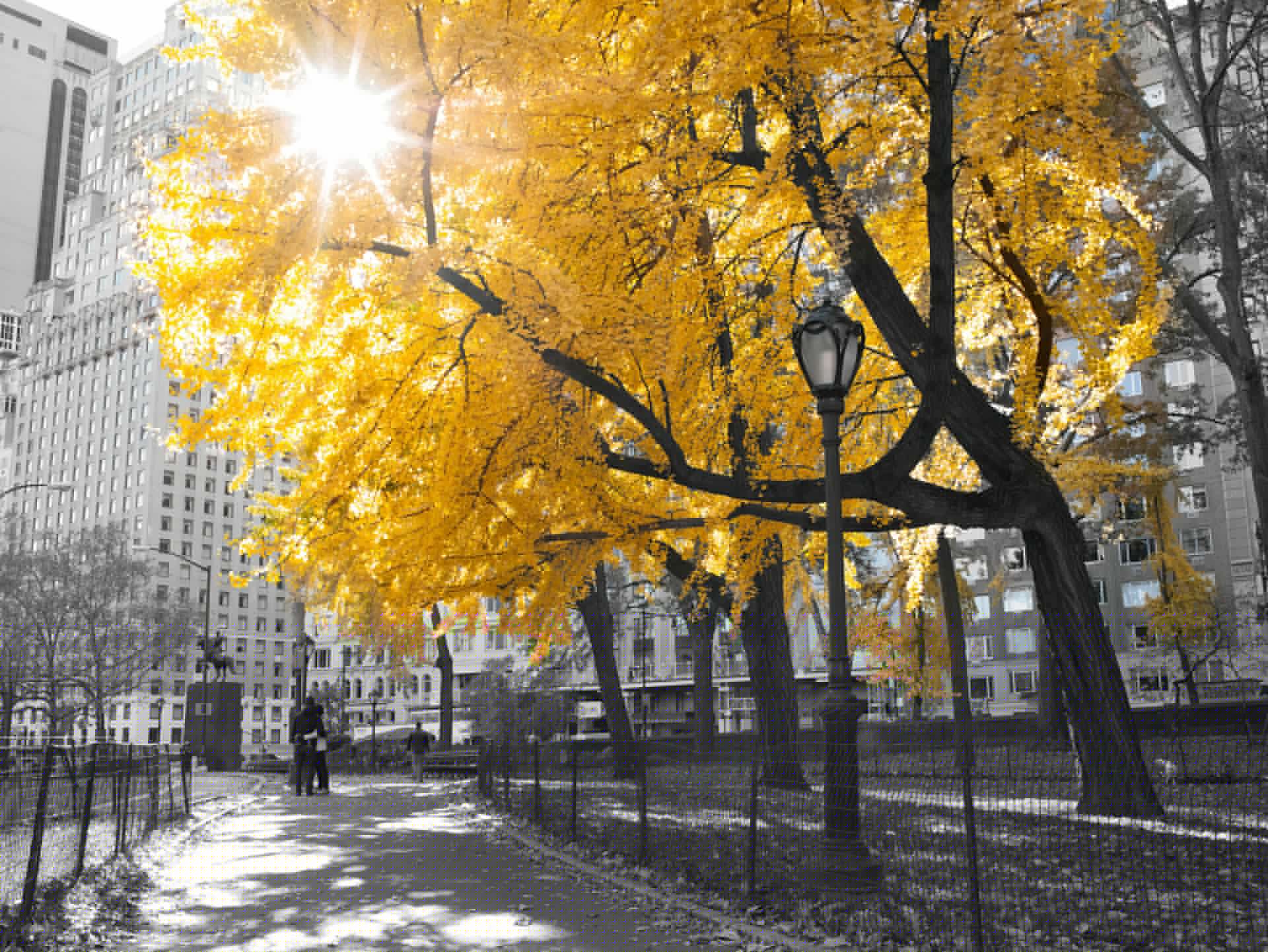 A path through Central Park main product photo