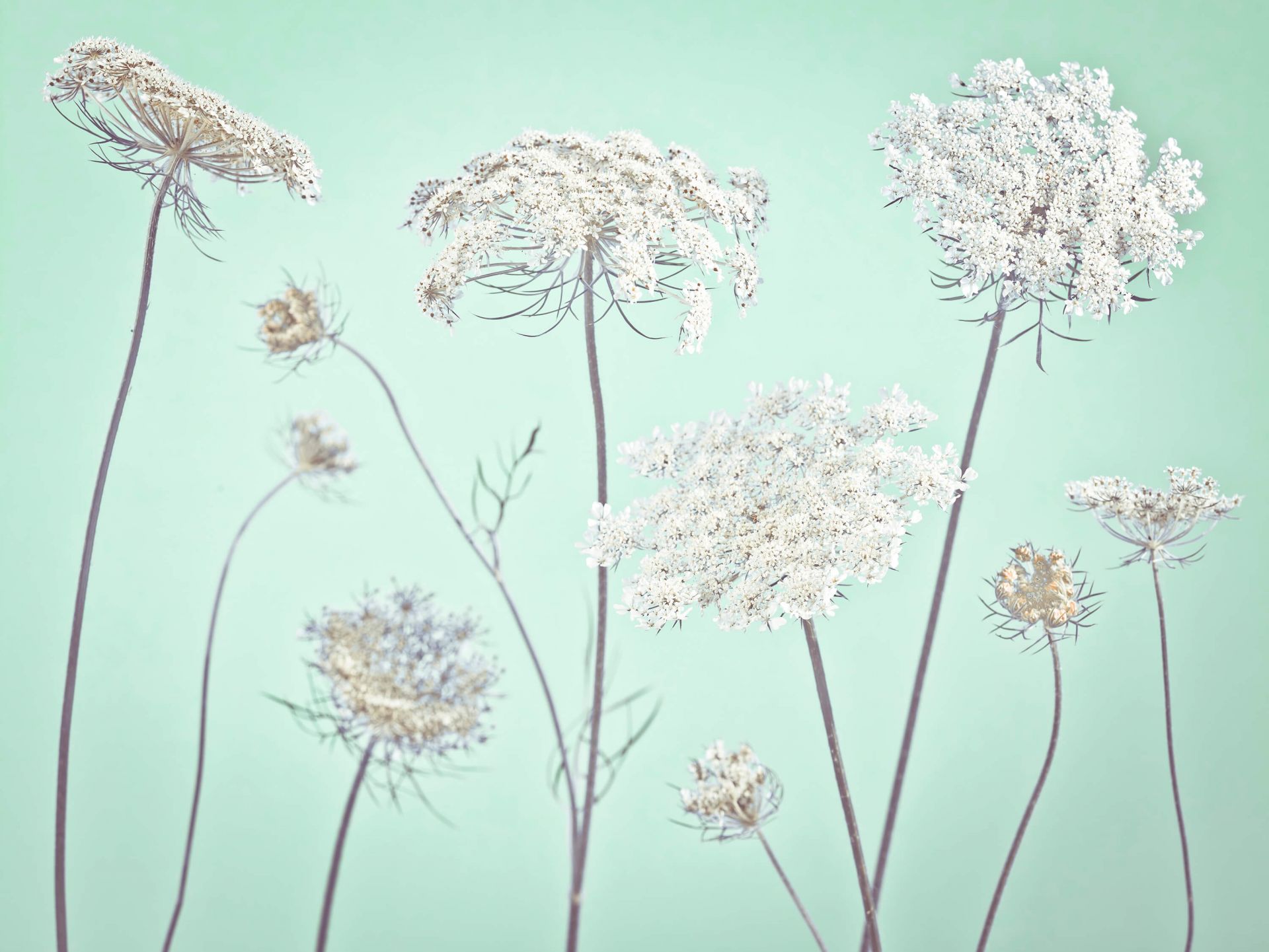Cow parsley, green main product photo