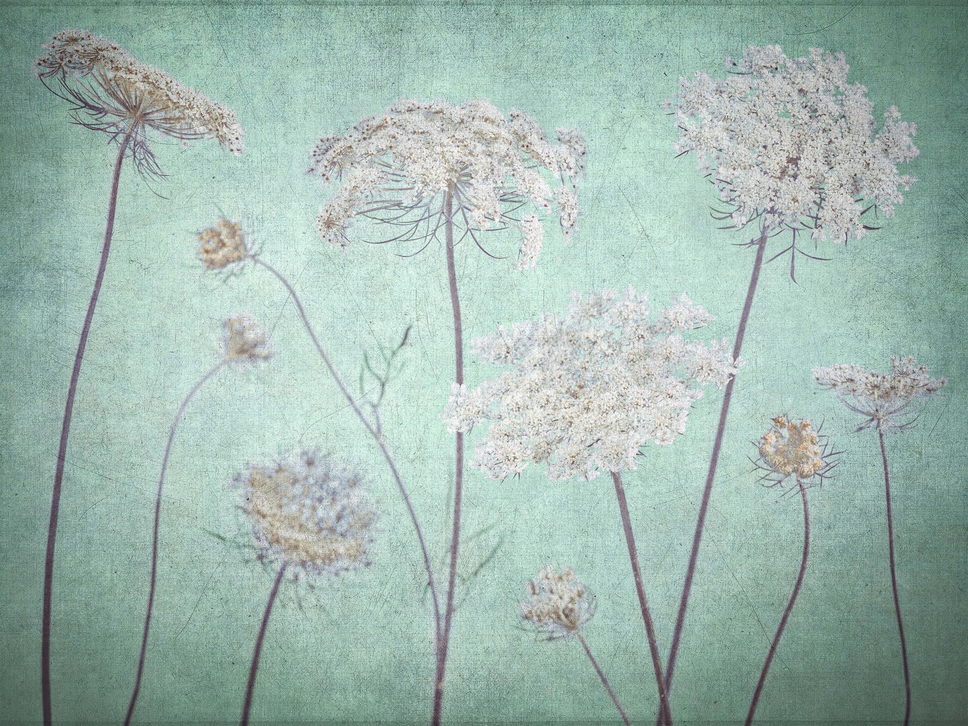 Cow parsley, dark green main product photo