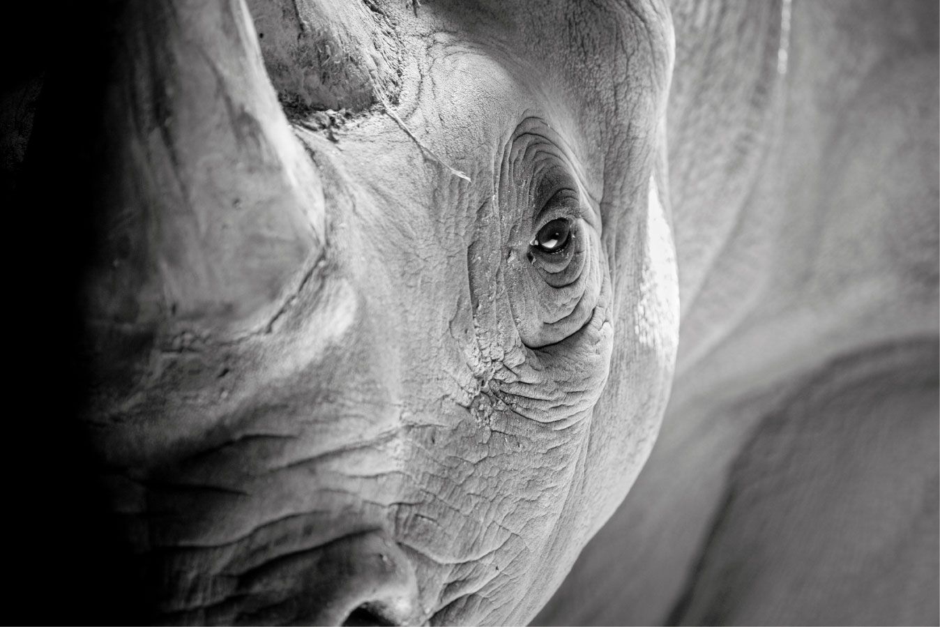 Close-up Rhinoceros - Wallpaper
