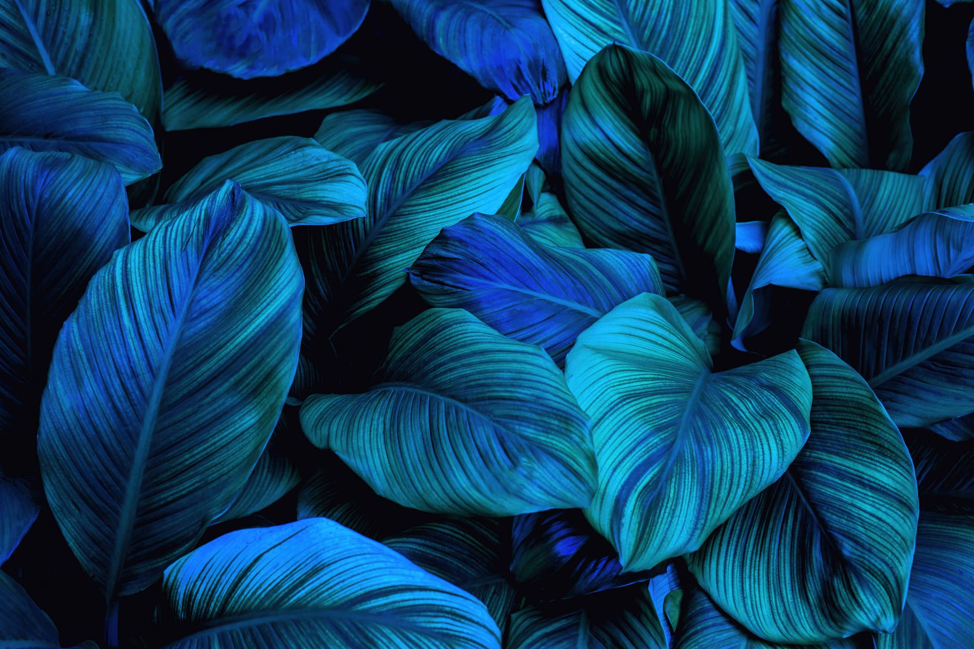 Blue leaves - Wallpaper