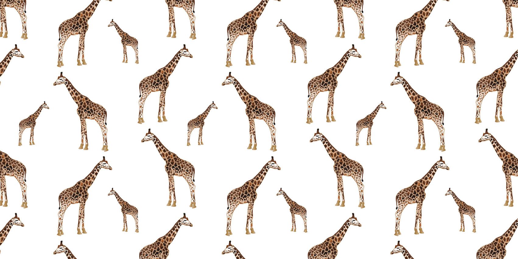 Giraffes main product photo