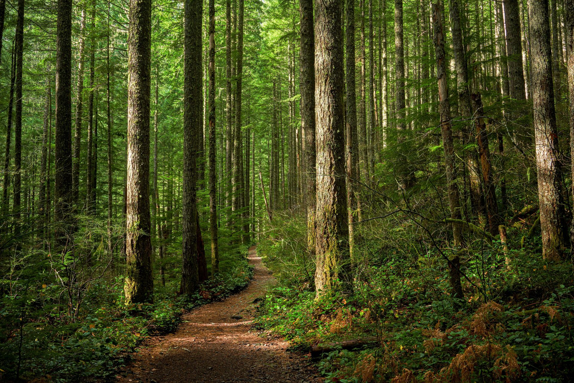 Path in the forest
