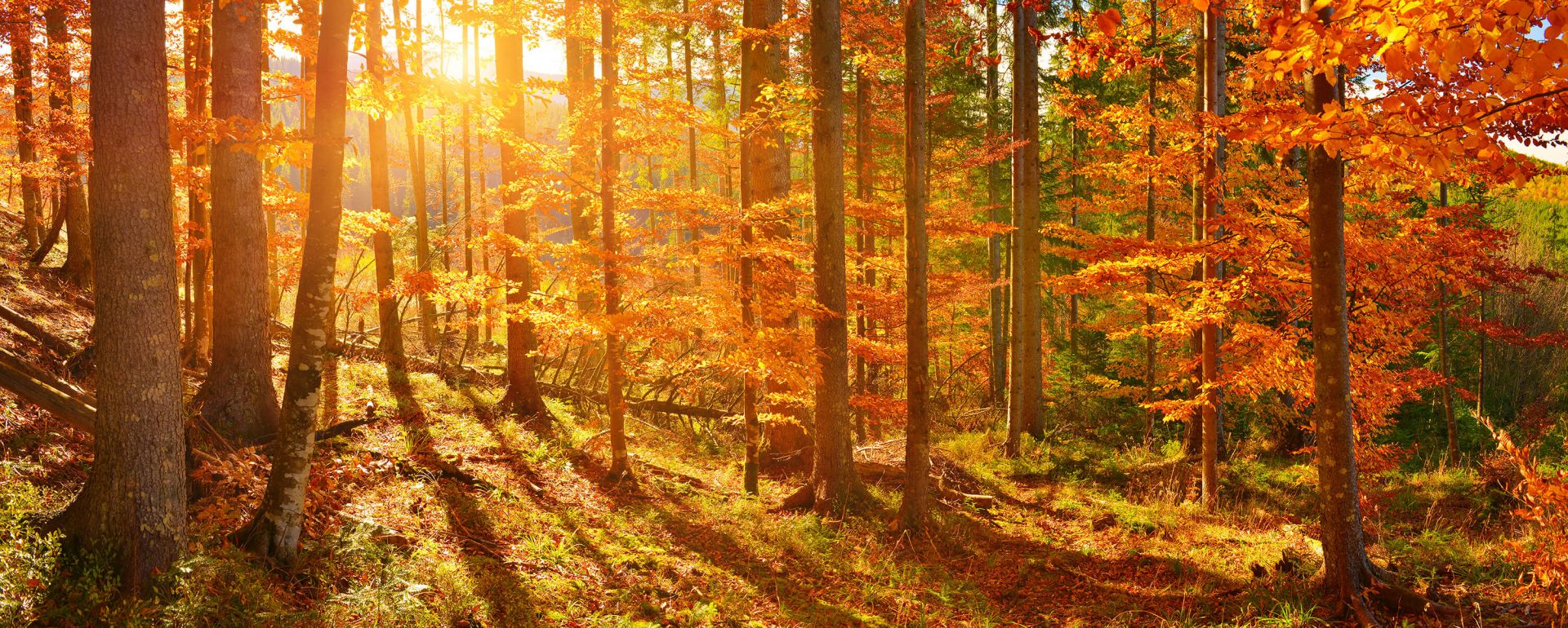 Autumn forest main product photo