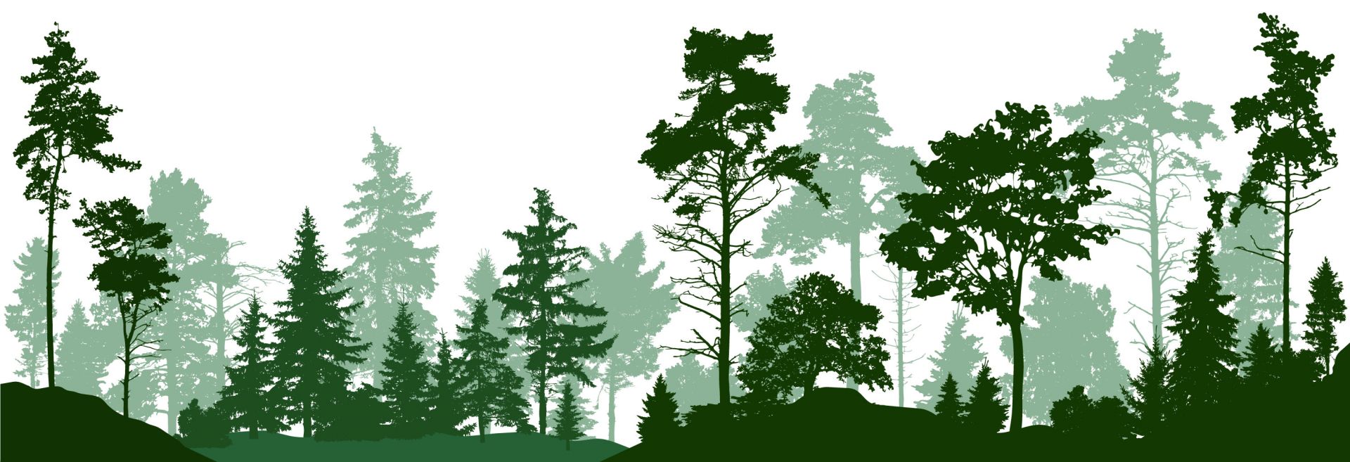 Green coniferous forest main product photo