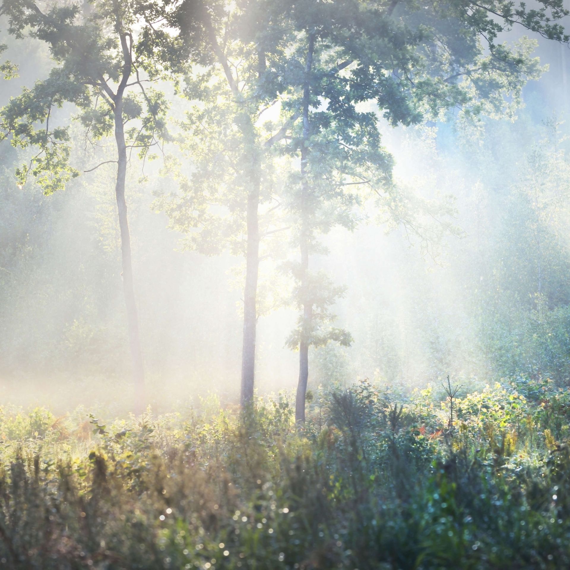 A mysterious forest main product photo